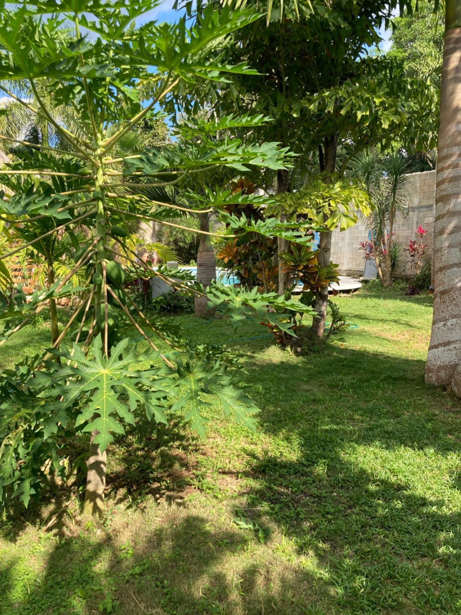 Green Paradise Leona Vicario Eksteriør bilde