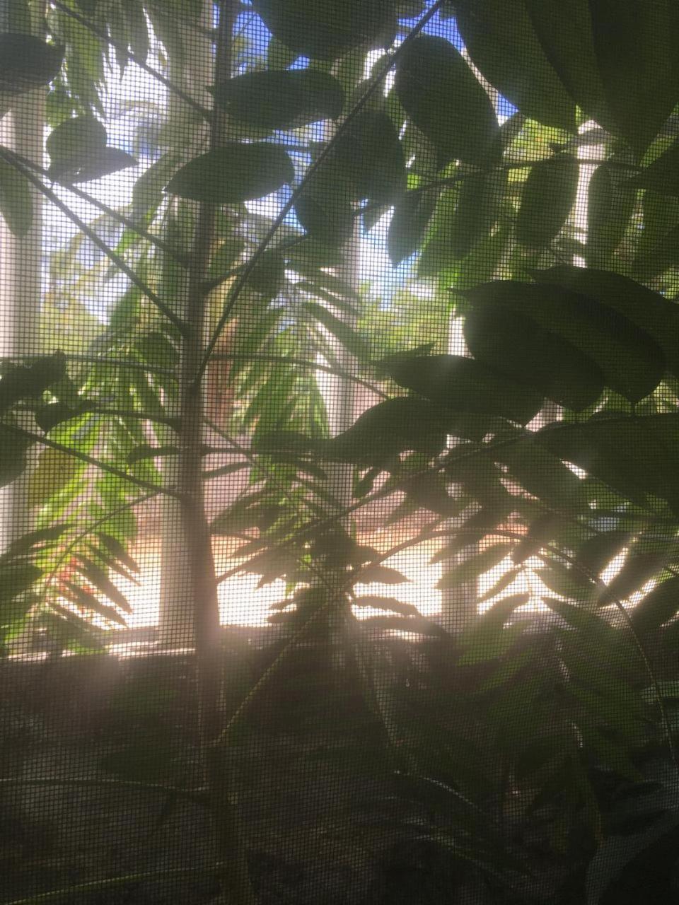 Green Paradise Leona Vicario Eksteriør bilde